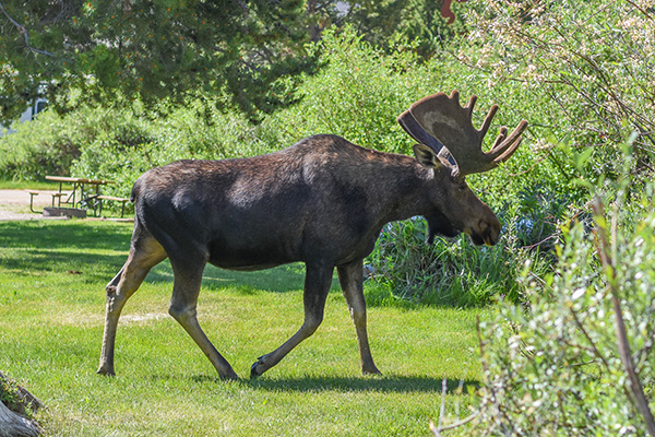 Photo of a moose walking