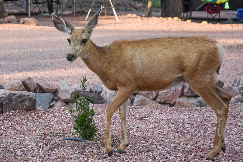 Photo of site at Base Camp Family Campground