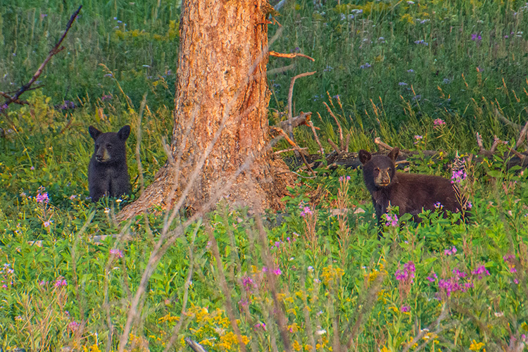 Bear Cubs