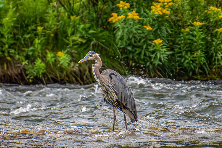 Heron