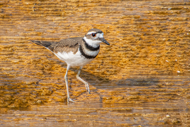 Killdeer