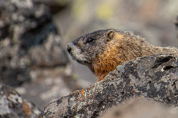 Marmot