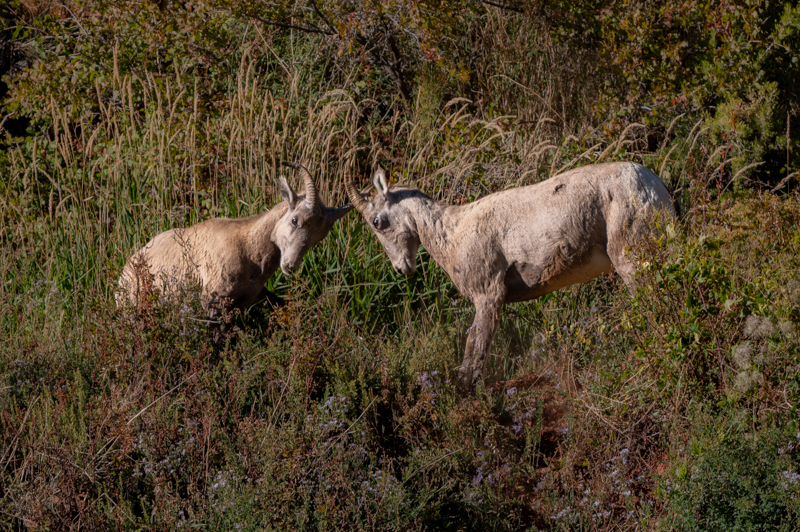 Photo of Bighorn Sheep