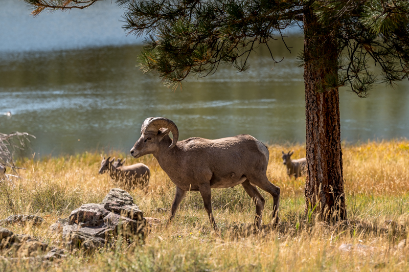 Photo of Bighorn Sheep at West Greens Lake