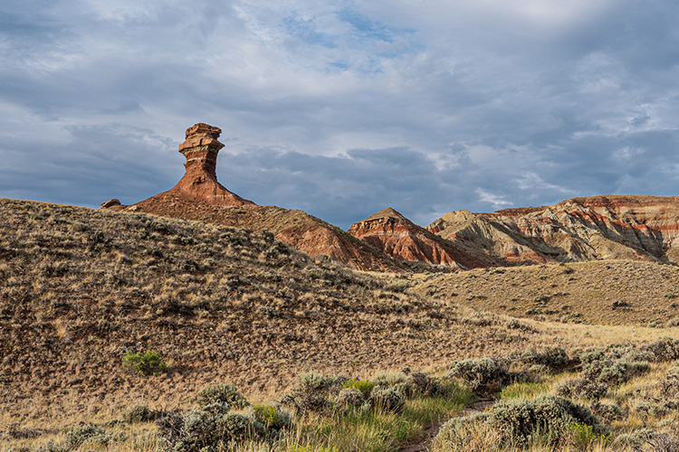 Photo of paintbrush taken in the badlands