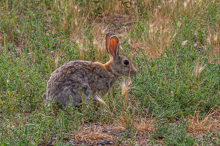 Rabbit